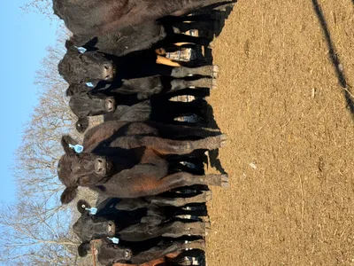 cattle listing photo