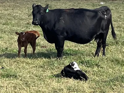 cattle listing photo