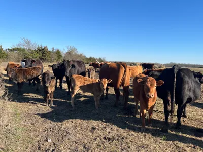 cattle listing photo