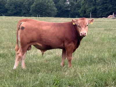 cattle listing photo
