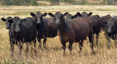 cattle listing photo