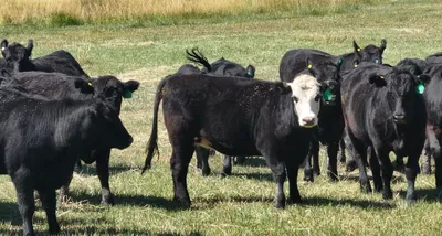 cattle listing photo
