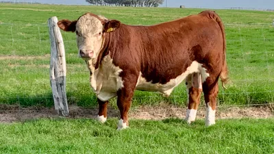 cattle listing photo