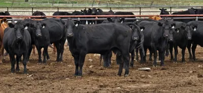 cattle listing photo