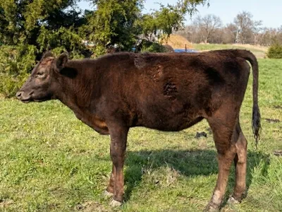 cattle listing photo
