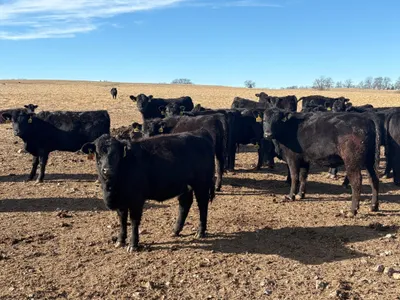 cattle listing photo