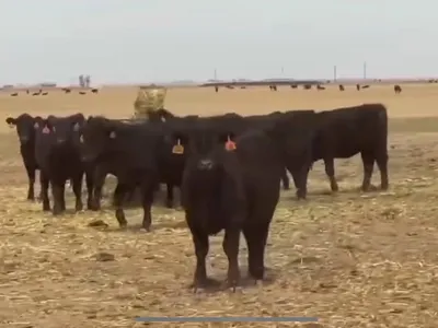 cattle listing photo