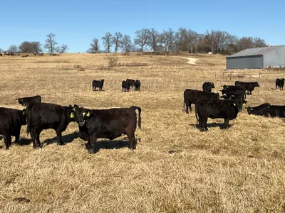 cattle listing photo