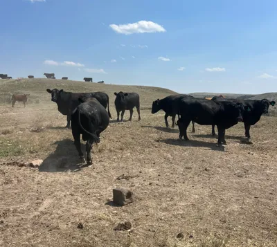 cattle listing photo