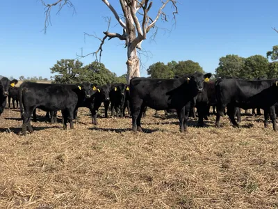 cattle listing photo