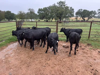 cattle listing photo