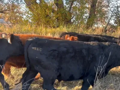 cattle listing photo