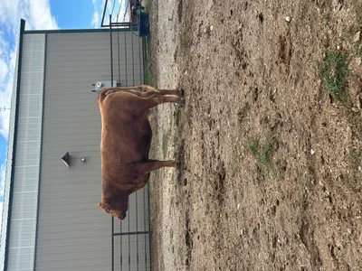 cattle listing photo