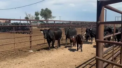 cattle listing photo
