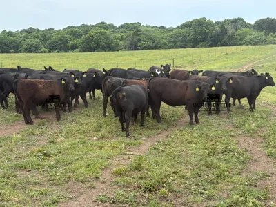 cattle listing photo
