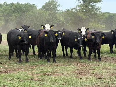cattle listing photo