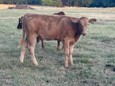 cattle listing photo