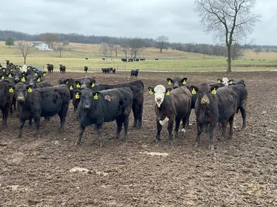 cattle listing photo