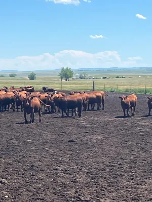 cattle listing photo