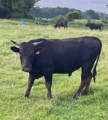 cattle listing photo