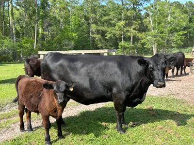 cattle listing photo