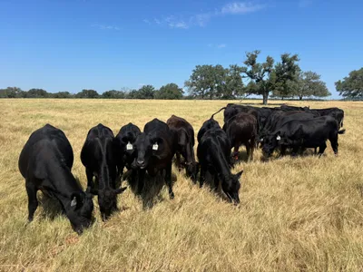 cattle listing photo
