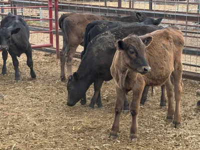 cattle listing photo