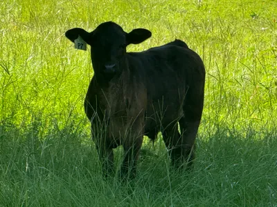 cattle listing photo