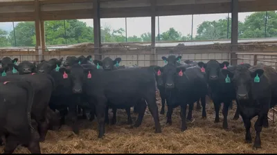 cattle listing photo
