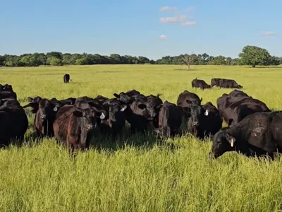 cattle listing photo
