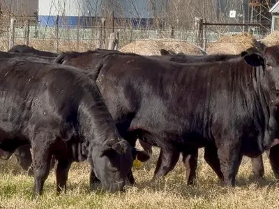 cattle listing photo