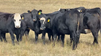 cattle listing photo