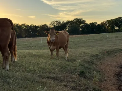 cattle listing photo