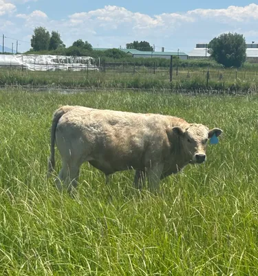 cattle listing photo
