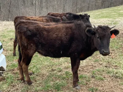 cattle listing photo