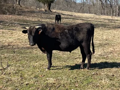 cattle listing photo