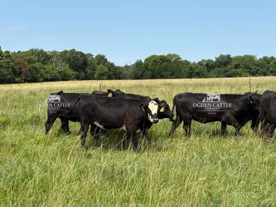 cattle listing photo