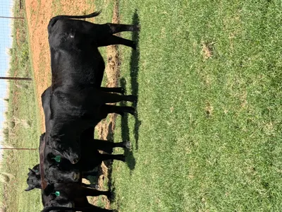 cattle listing photo