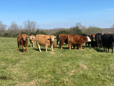 cattle listing photo