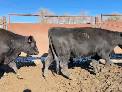 cattle listing photo