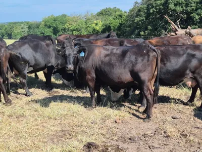 cattle listing photo