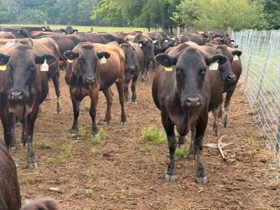 cattle listing photo