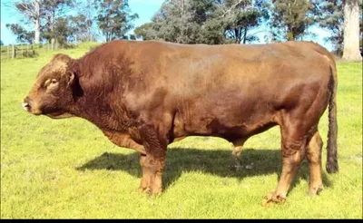 cattle listing photo