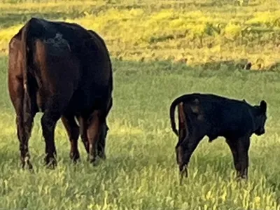 cattle listing photo