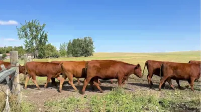 cattle listing photo