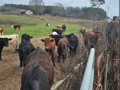 cattle listing photo