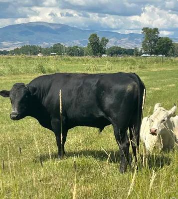 cattle listing photo