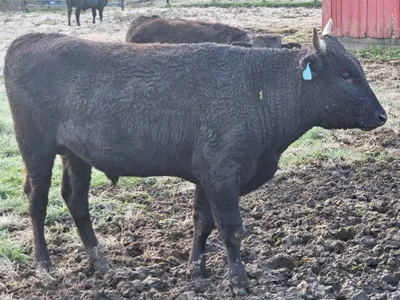 cattle listing photo