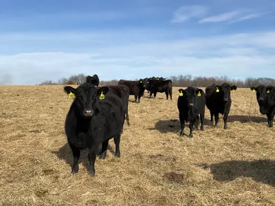 cattle listing photo