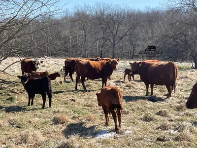 cattle listing photo